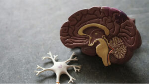 Partes del cerebro